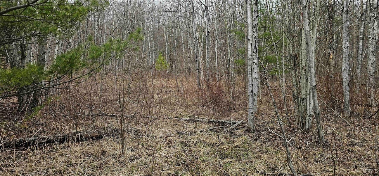 Thayer Road, Erin, New York image 46
