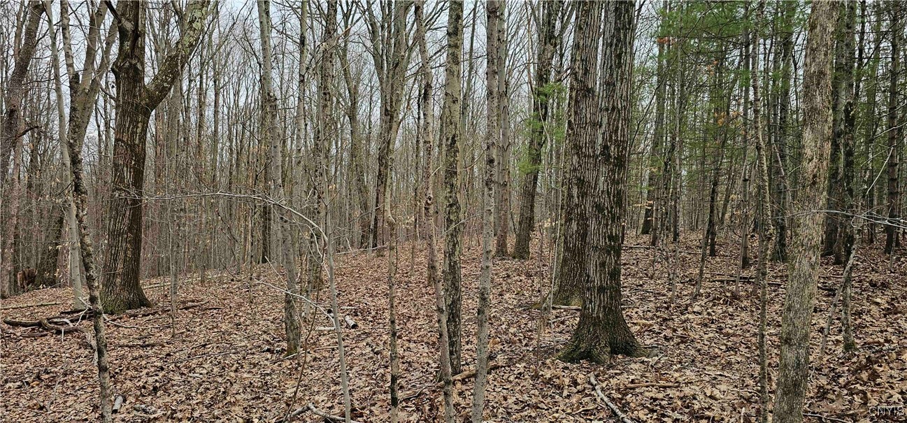 Thayer Road, Erin, New York image 30