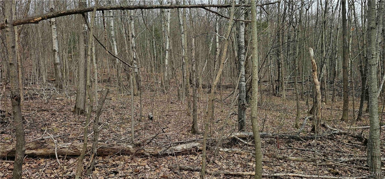 Thayer Road, Erin, New York image 42
