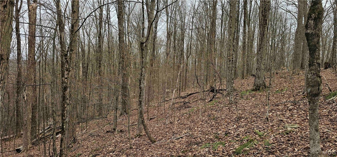 Thayer Road, Erin, New York image 23