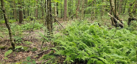 Tiny photo for Union Hill Road, Candor, NY 13743 (MLS # S1710850)