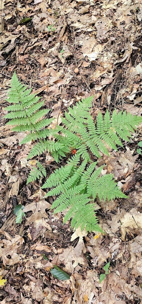 Tiny photo for Union Hill Road, Candor, NY 13743 (MLS # S1710850)