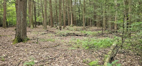 Vacant Land For Sale - Union Hill Road<br/> Tioga County, Candor, NY 13743