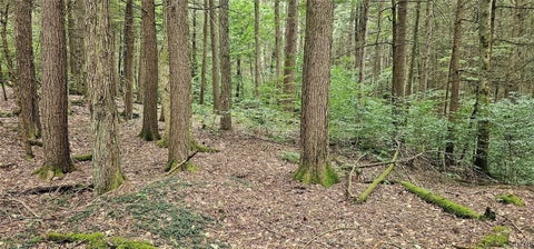 Tiny photo for Union Hill Road, Candor, NY 13743 (MLS # S1710850)