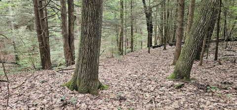 Tiny photo for Union Hill Road, Candor, NY 13743 (MLS # S1710850)