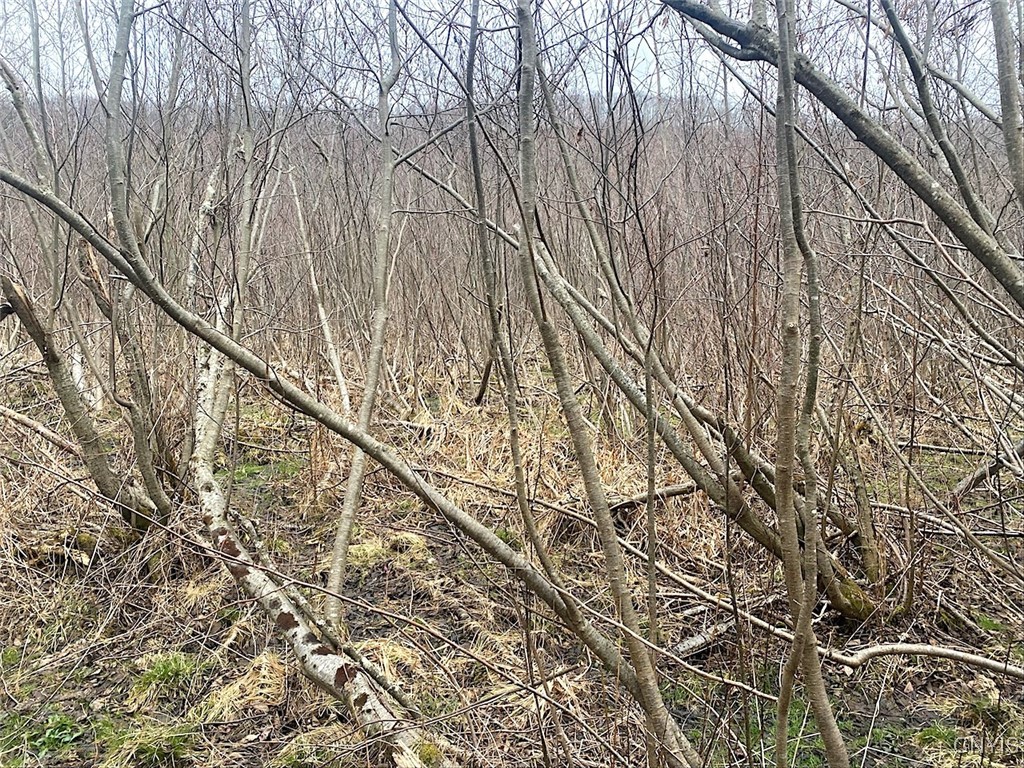 Cr-38, Alma, New York image 6