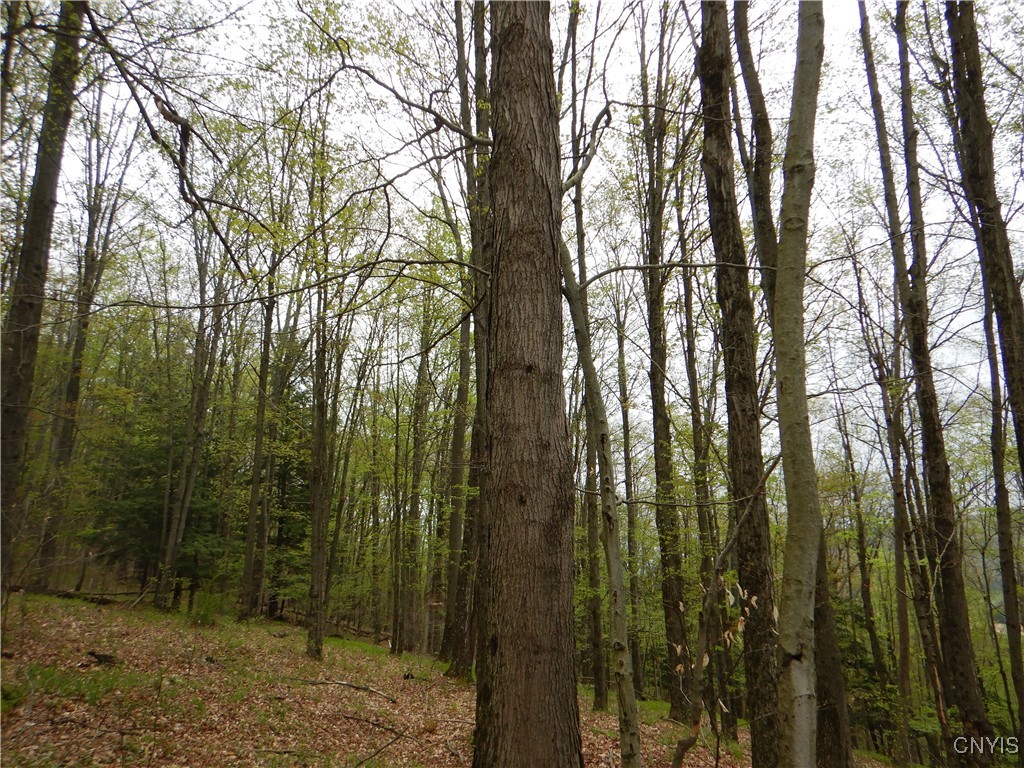 Wightman Road, Wellsville, New York image 17