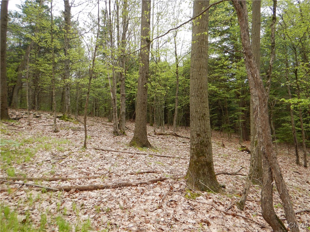 Wightman Road, Wellsville, New York image 9