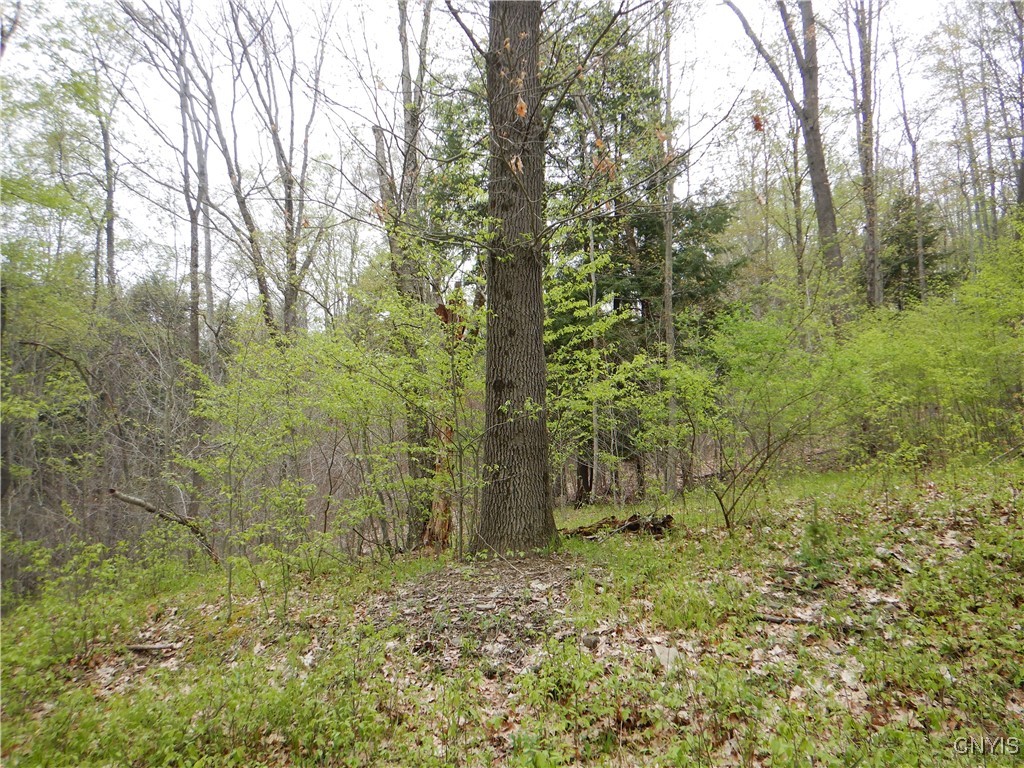 Wightman Road, Wellsville, New York image 5