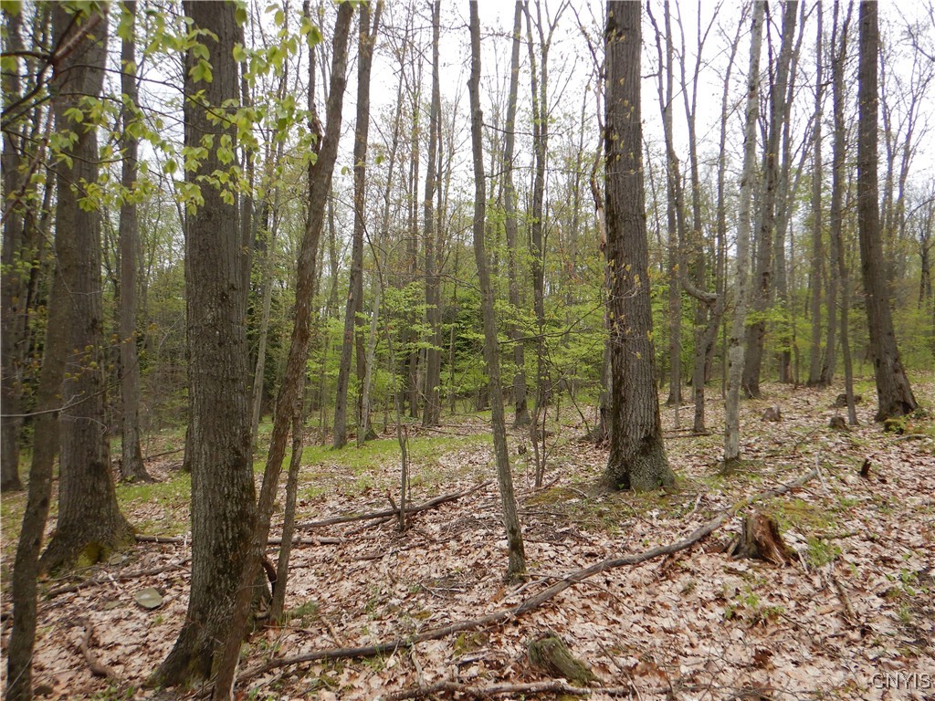 Wightman Road, Wellsville, New York image 8