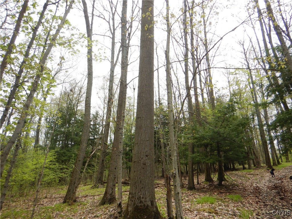 Wightman Road, Wellsville, New York image 10