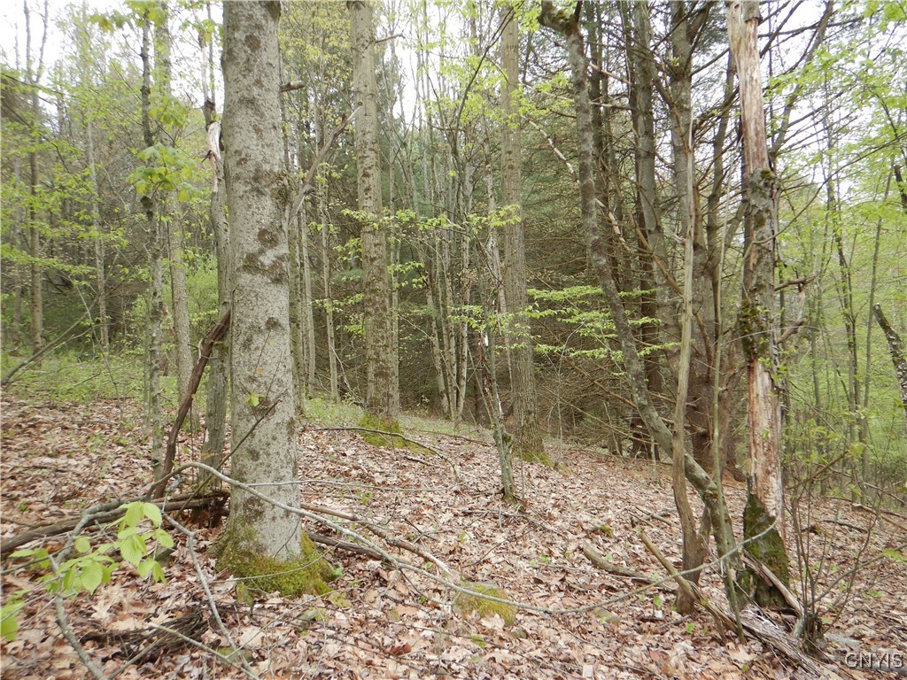Wightman Road, Wellsville, New York image 4