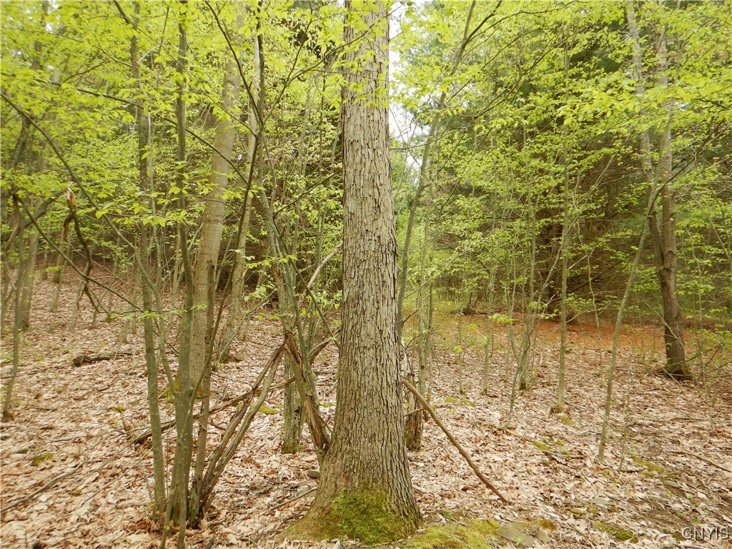 Wightman Road, Wellsville, New York image 42