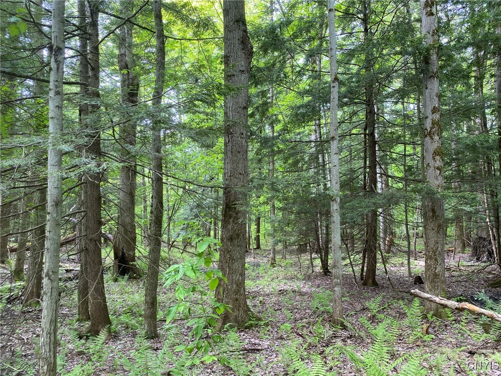 White Road, Parish, New York image 18