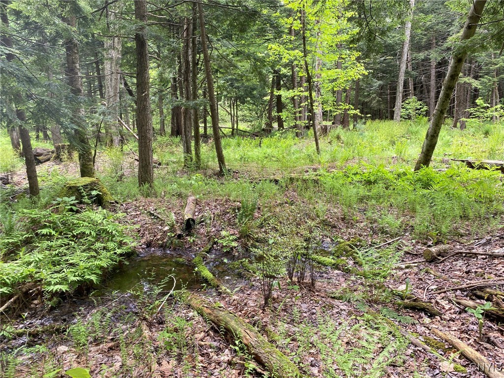 White Road, Parish, New York image 3