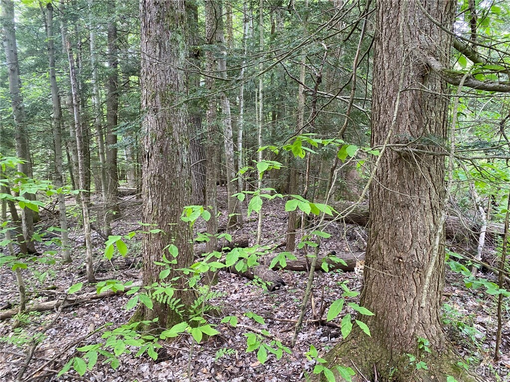 White Road, Parish, New York image 19