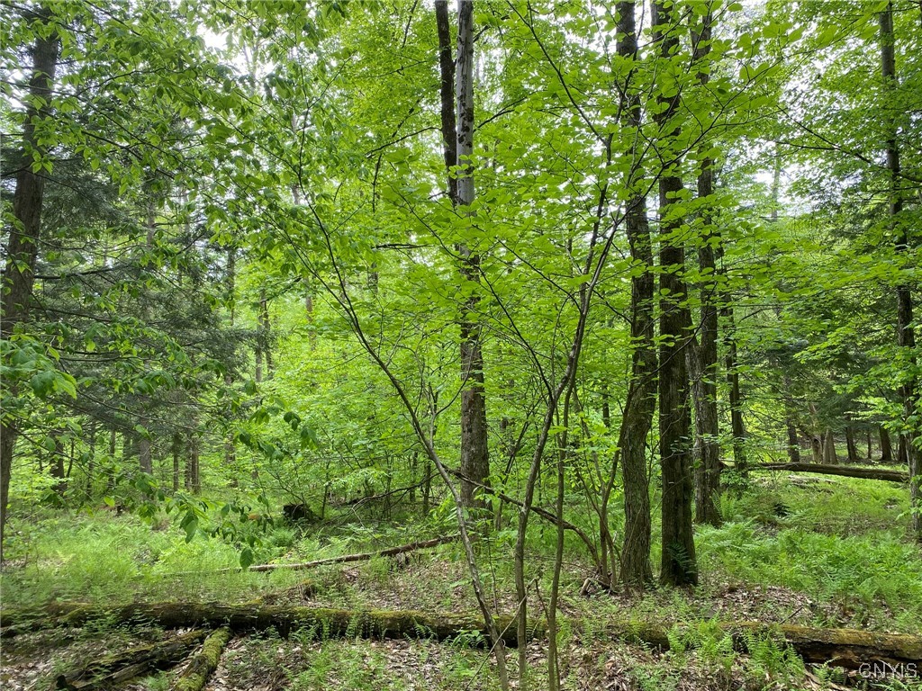 White Road, Parish, New York image 11