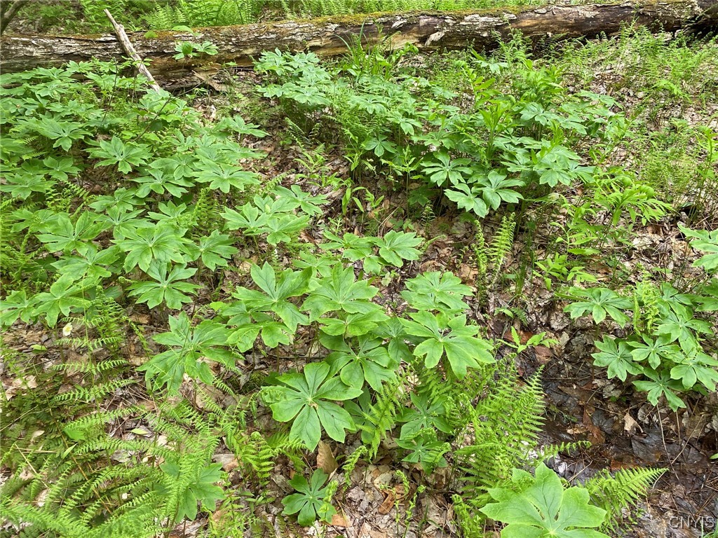 White Road, Parish, New York image 2