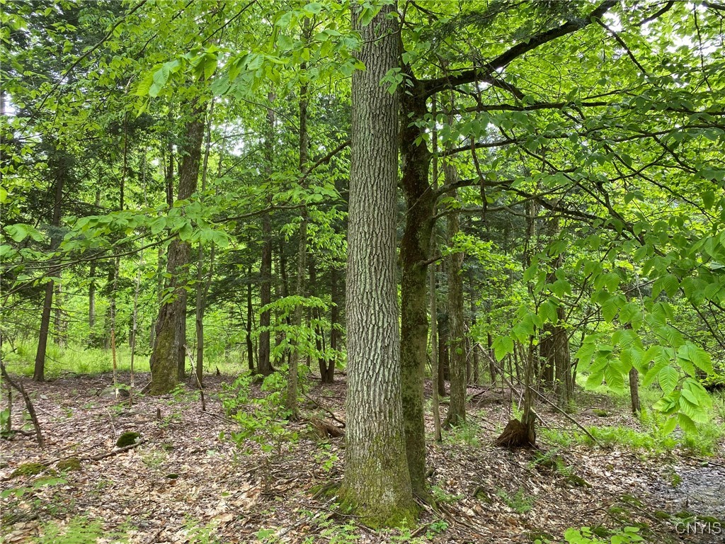 White Road, Parish, New York image 13