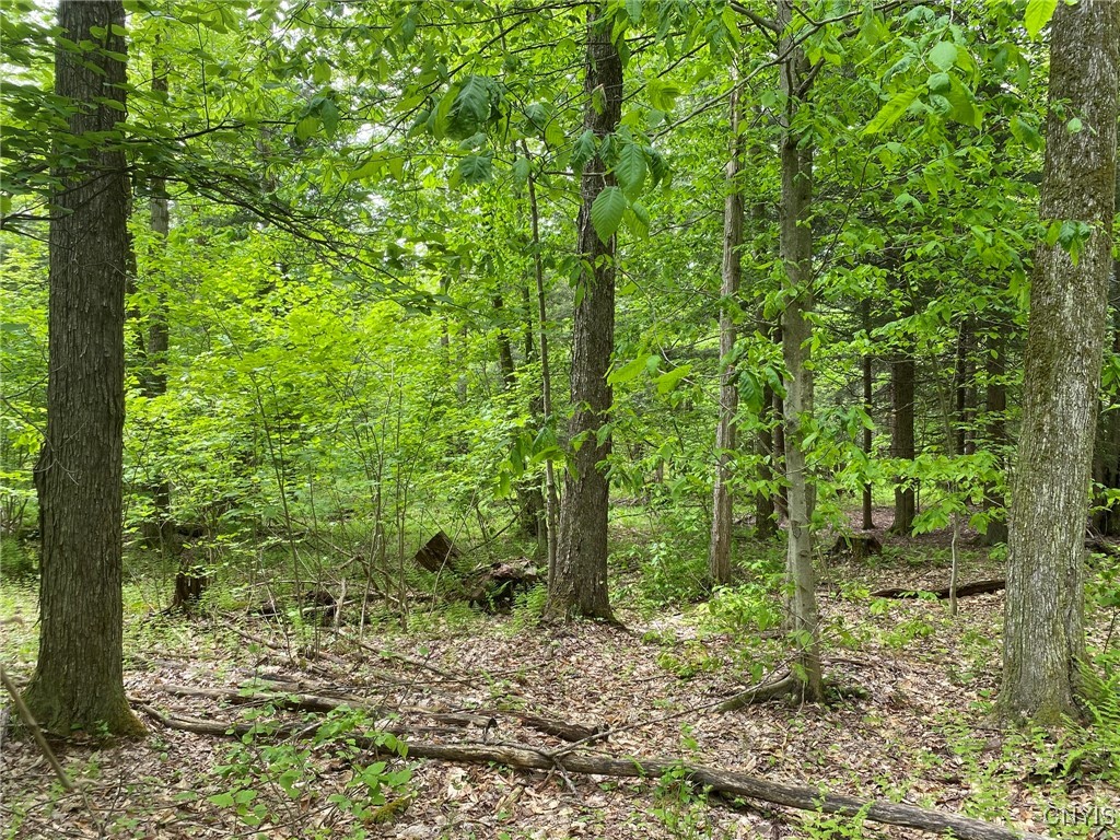 White Road, Parish, New York image 5