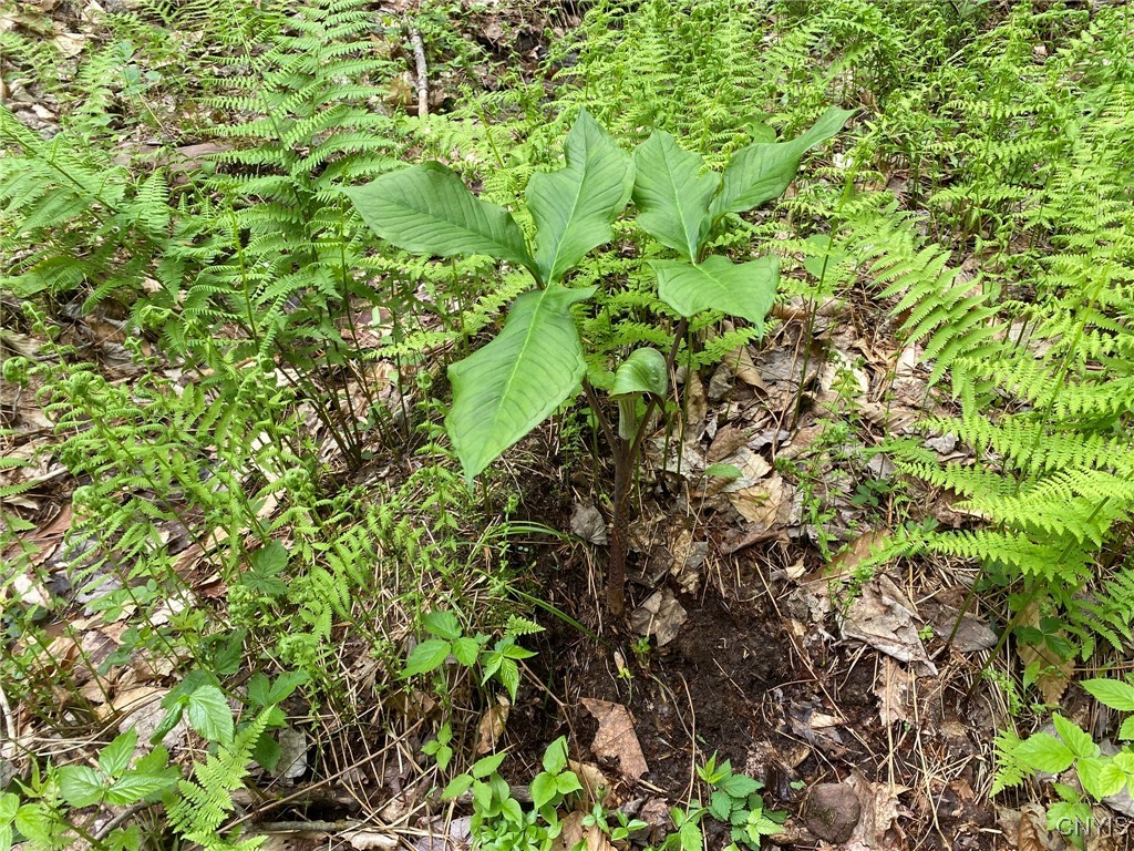 White Road, Parish, New York image 10
