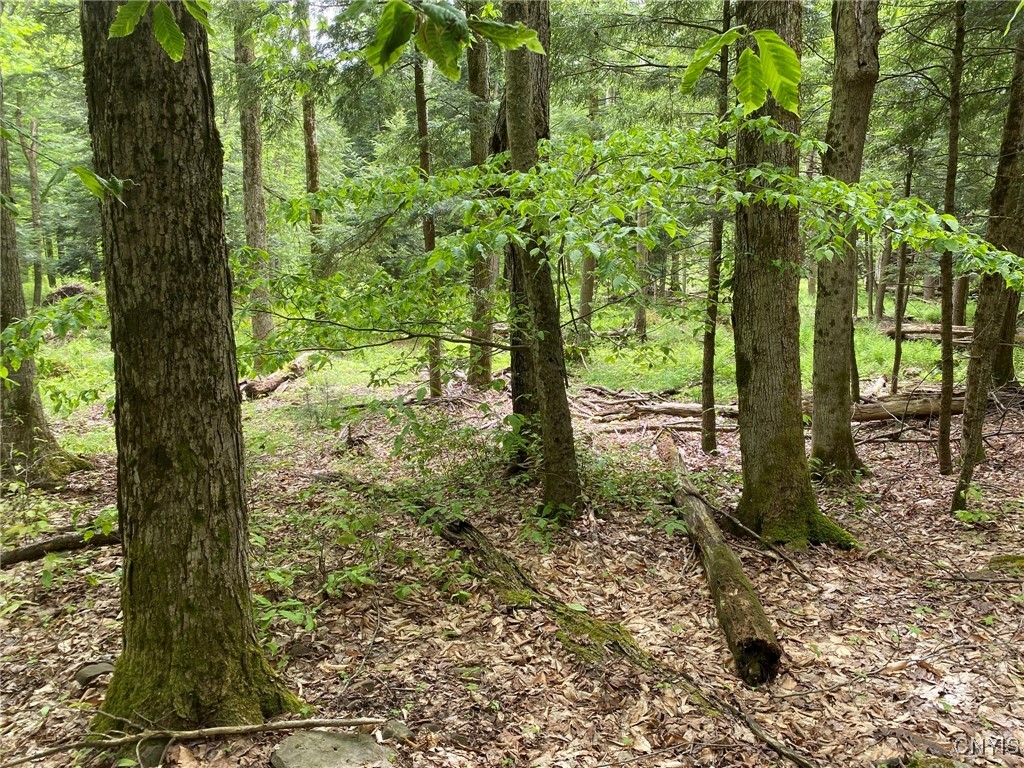 White Road, Parish, New York image 9