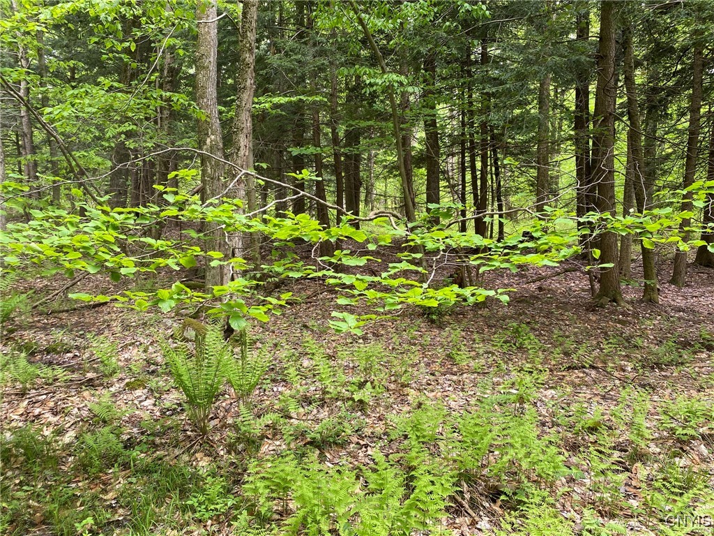 White Road, Parish, New York image 12