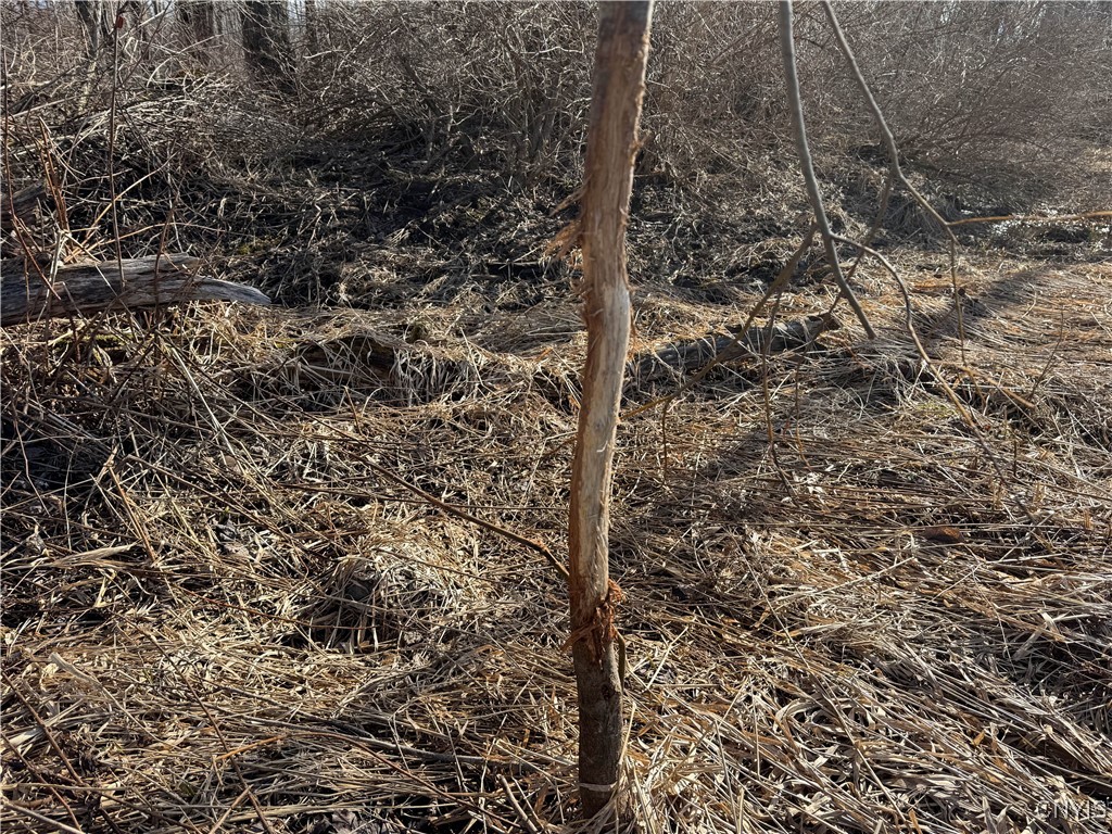 Post Road, Ripley, New York image 11