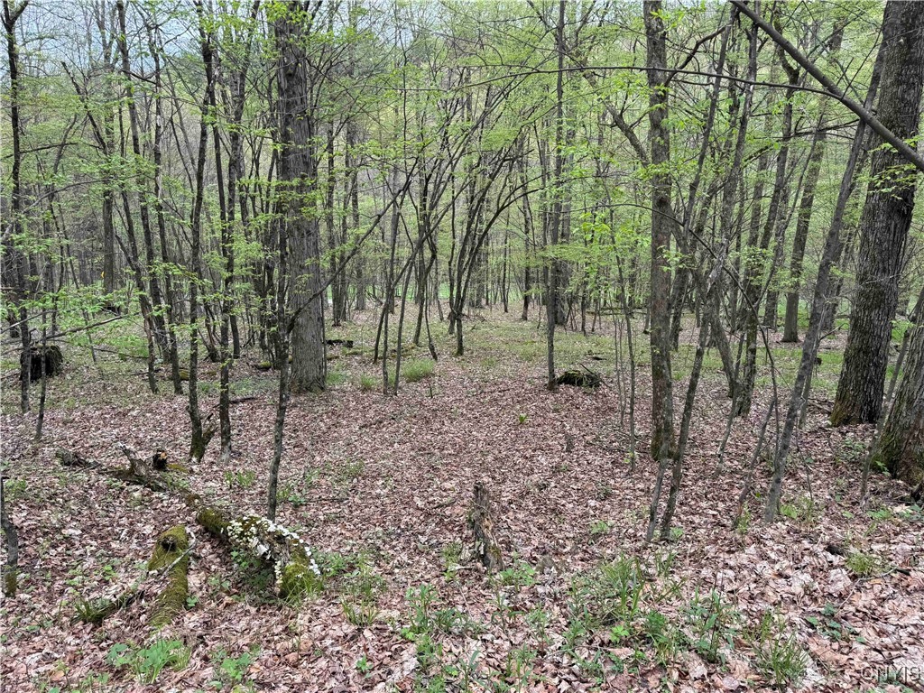 Kansas Hollow Road, Bolivar, New York image 16
