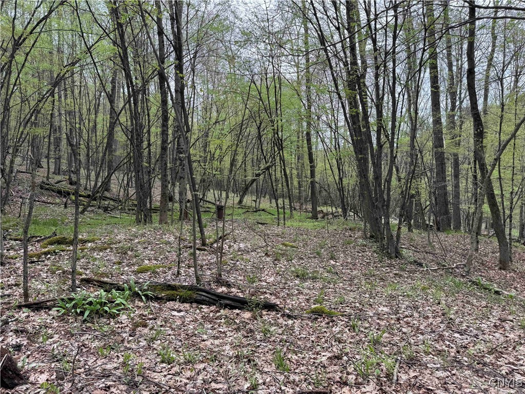 Kansas Hollow Road, Bolivar, New York image 30