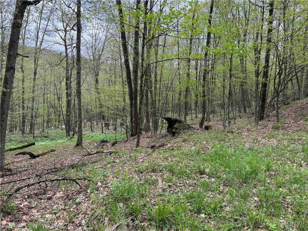Kansas Hollow Road, Bolivar, New York image 10