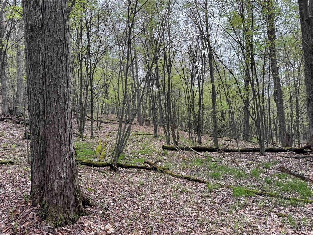Kansas Hollow Road, Bolivar, New York image 28
