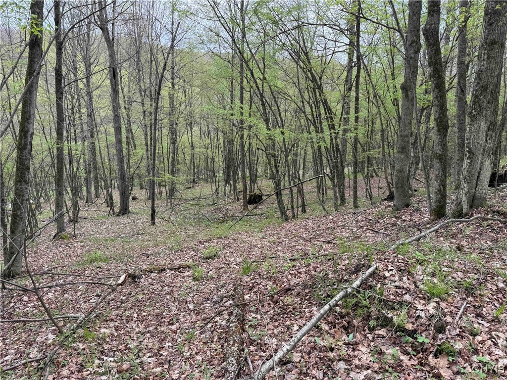 Kansas Hollow Road, Bolivar, New York image 14