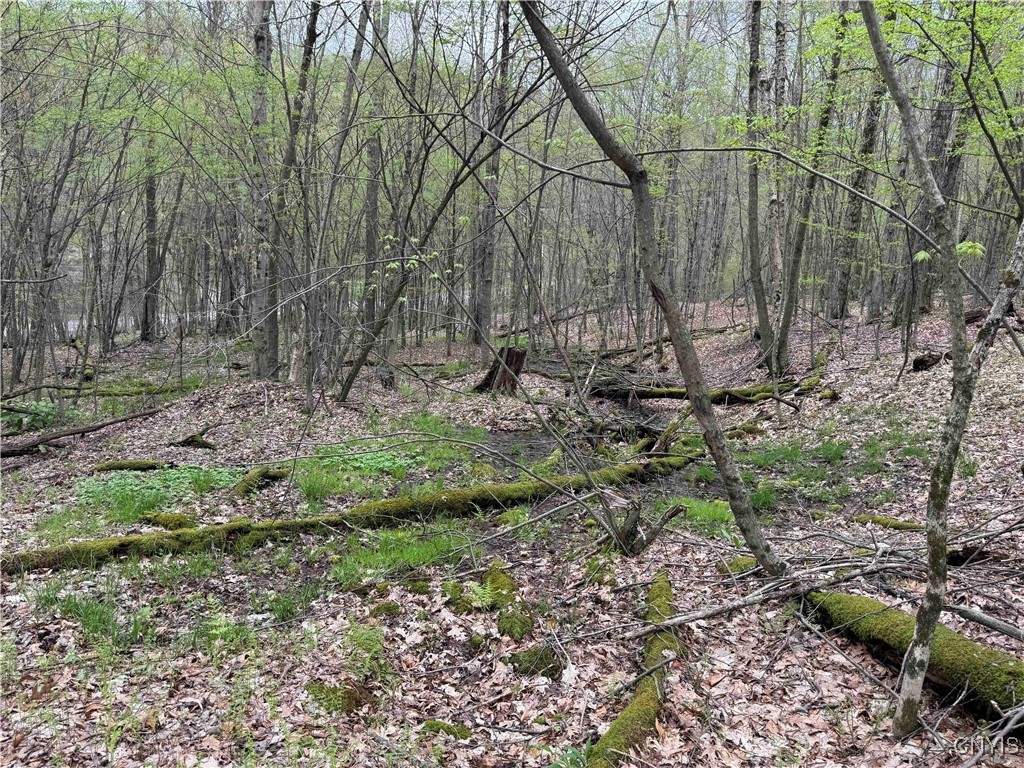 Kansas Hollow Road, Bolivar, New York image 22
