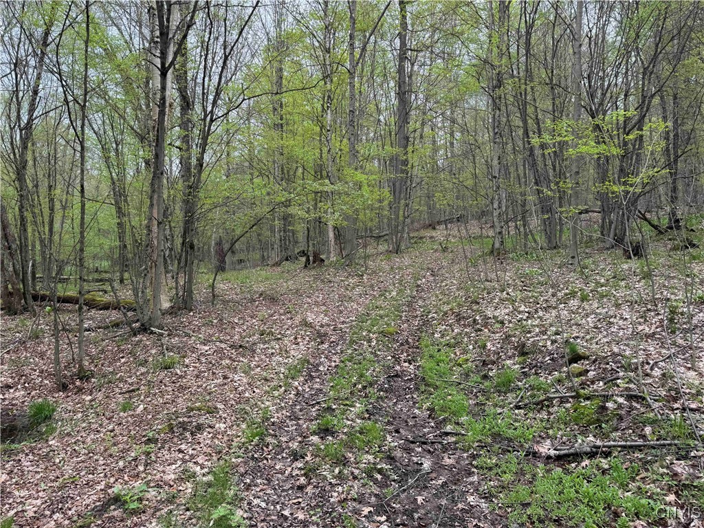 Kansas Hollow Road, Bolivar, New York image 23