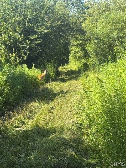 Townline Road