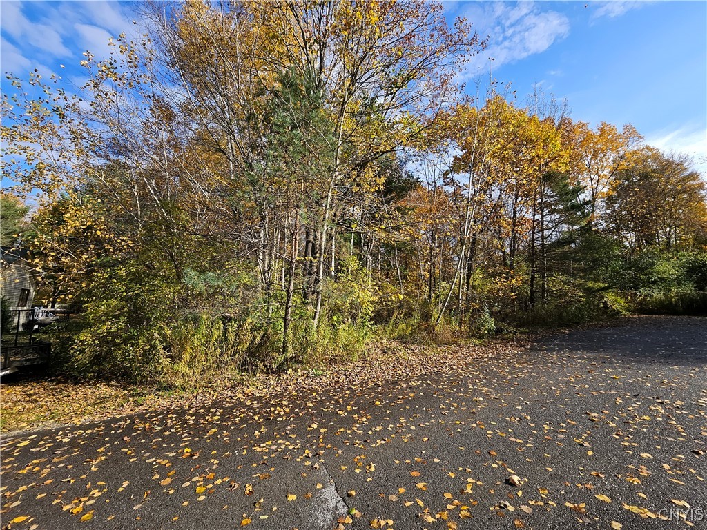 Birch, Clayton, New York image 5