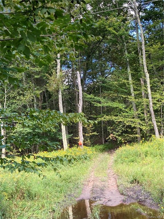 Fox Mountain, Livingston Manor, New York image 2