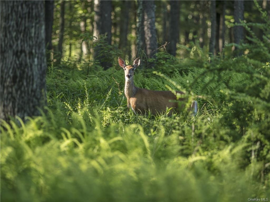 Lot 4 Chapin Trail, Bethel, New York image 7