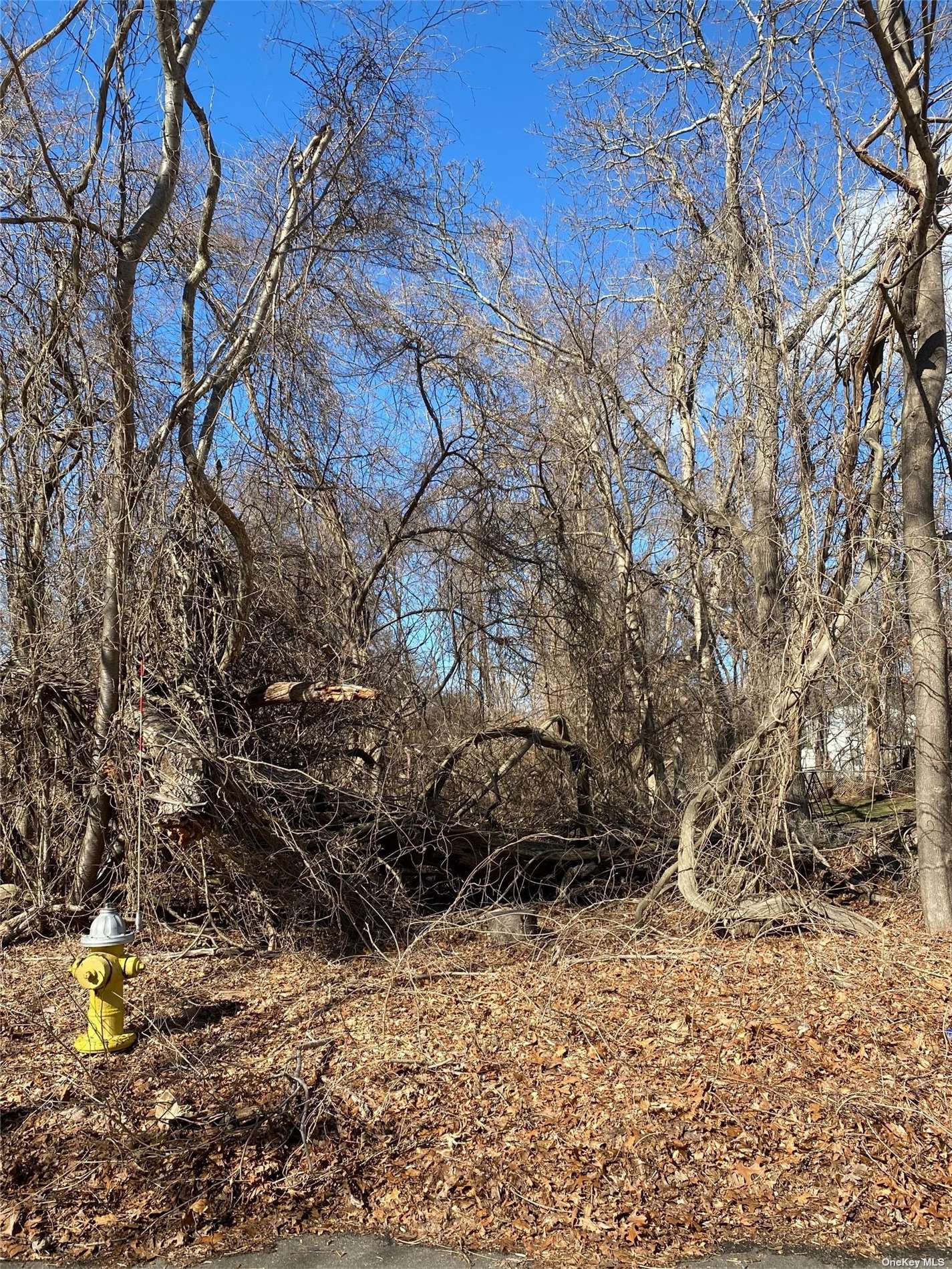 Cedar Lane, Medford, New York image 2