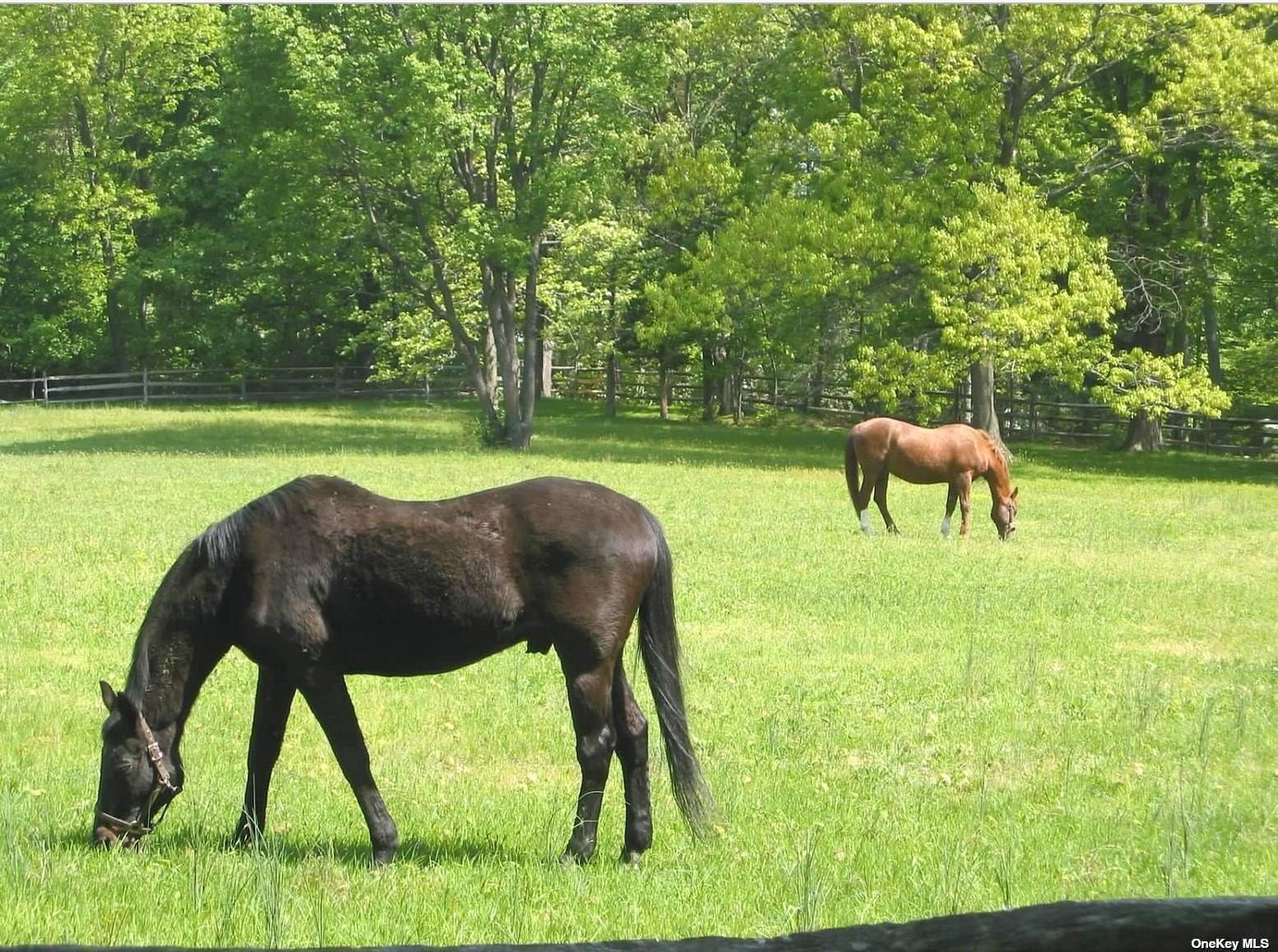 Meadow Farm @ Lands End, Locust Valley, New York image 15