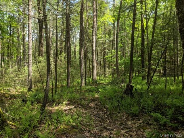 Loch Ada Road, Glen Spey, New York image 9