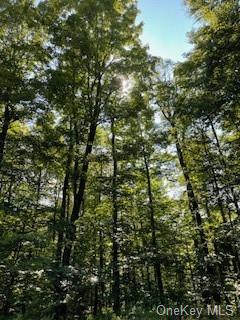 Browns Road, Livingston Manor, New York image 1