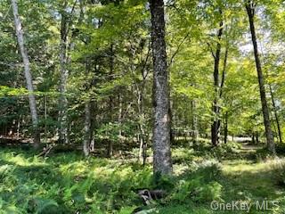 Browns Road, Livingston Manor, New York image 3