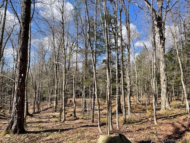 Browns Road, Livingston Manor, New York image 9