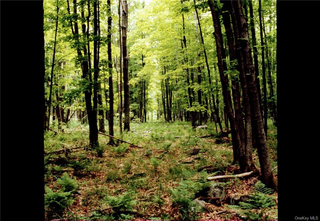 Shandelee Road, Livingston Manor, New York image 1