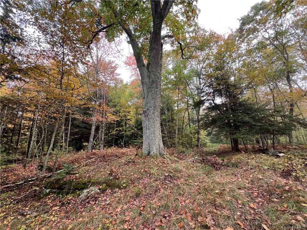 Shaver Hollow Road, Andes, New York image 18