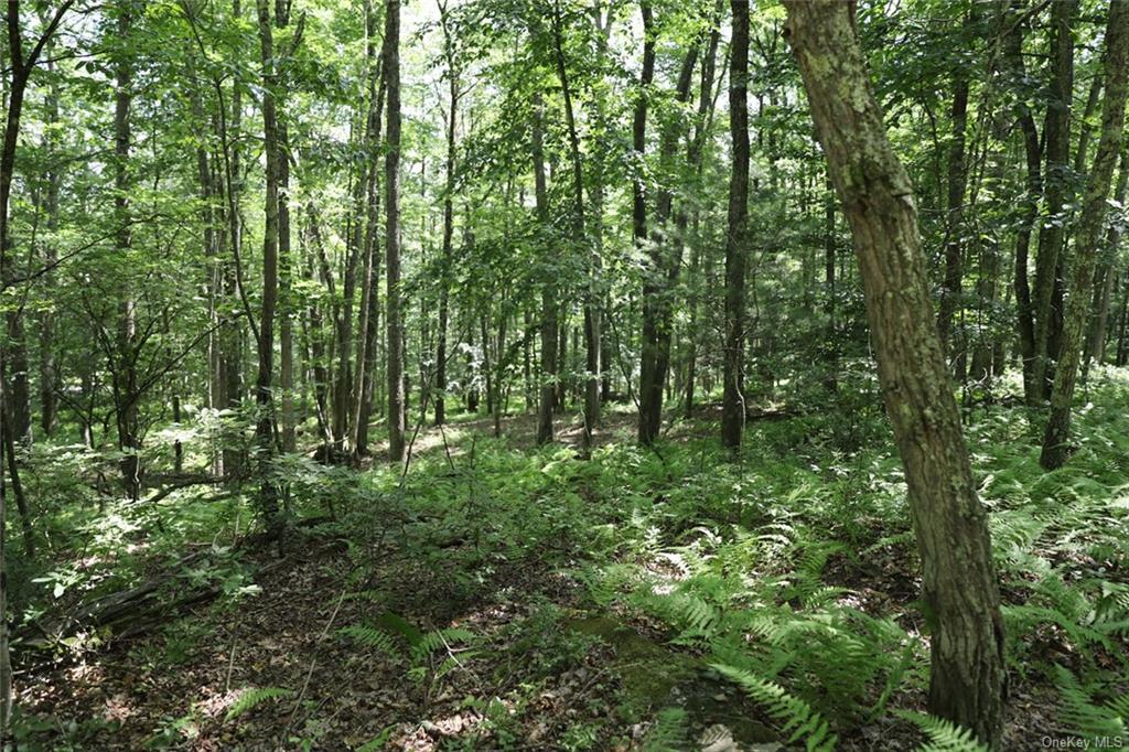 Country Lane, Callicoon, New York image 8