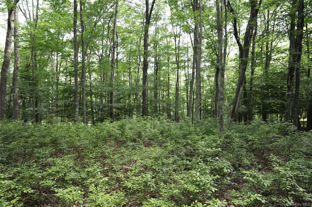 Country Lane, Callicoon, New York image 4