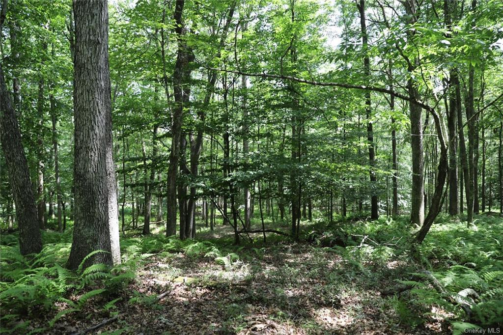 Country Lane, Callicoon, New York image 7